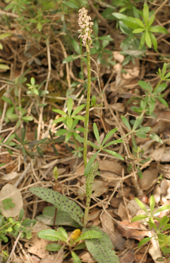 Neotinea maculata, Domusnovas.