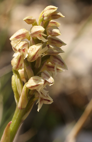 Neotinea maculata, Ortuabis.