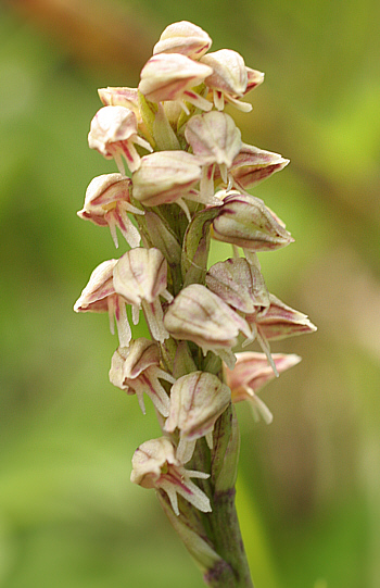 Neotinea maculata, Domusnovas.