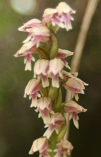 Neotinea maculata, Ortuabis.