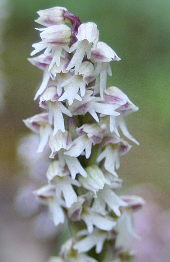 Neotinea maculata, Domusnovas.