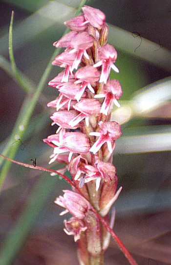 Neotinea maculata, Neo Chorio.