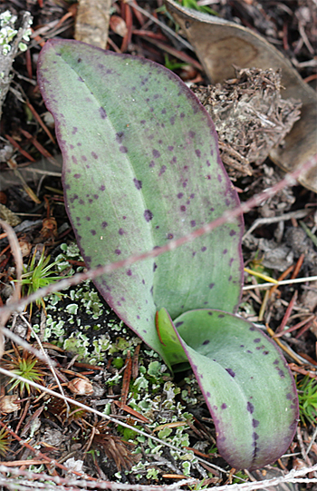 Neotinea maculata, südlich Chasna.