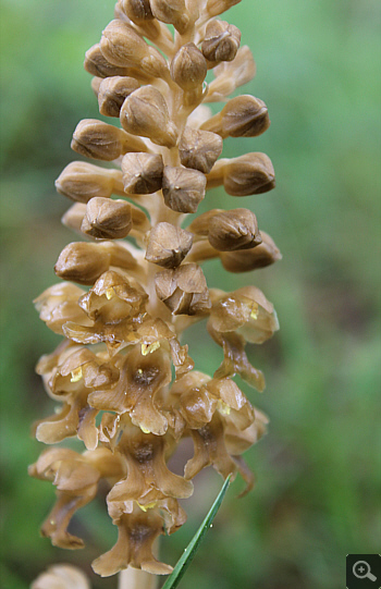 Neottia nidus-avis, Villetta Barrea.