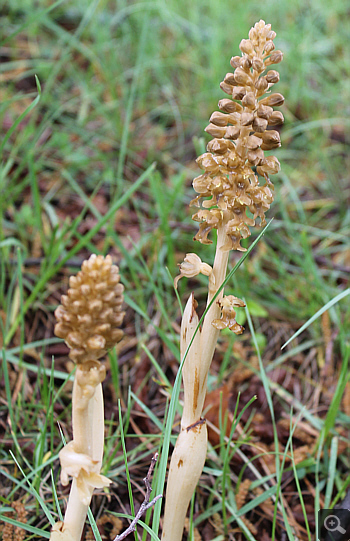 Neottia nidus-avis, Villetta Barrea.