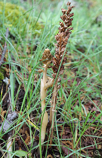 Neottia nidus-avis, Villetta Barrea.