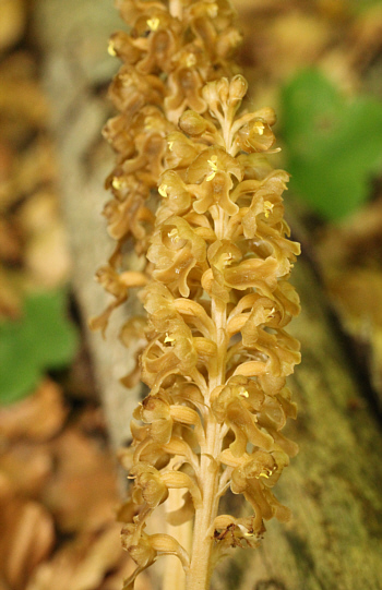 Neottia nidus-avis, Harburg.