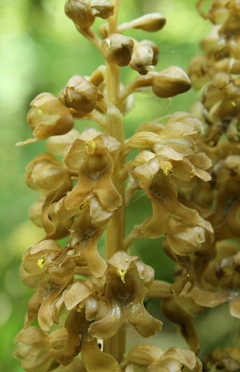 Neottia nidus-avis, Dischingen.