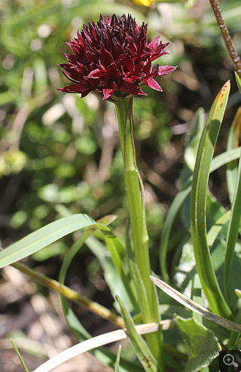 Nigritella austriaca, Sankt Wolfgang.