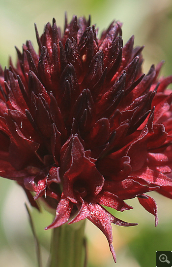 Nigritella austriaca, Sankt Wolfgang.