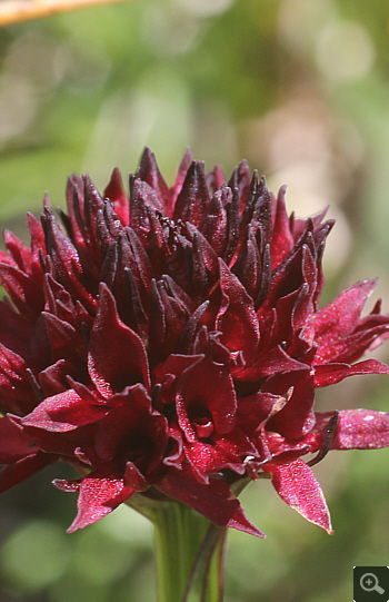 Nigritella austriaca, Sankt Wolfgang.