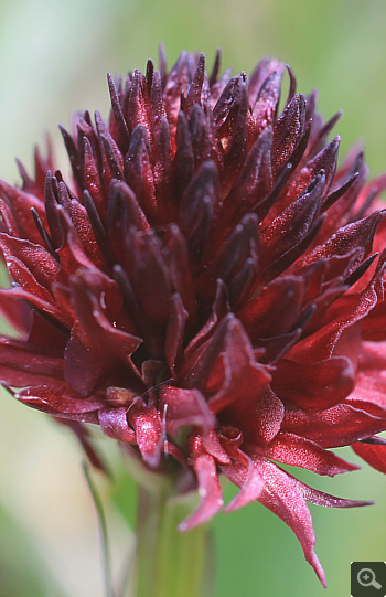 Nigritella austriaca, Sankt Wolfgang.