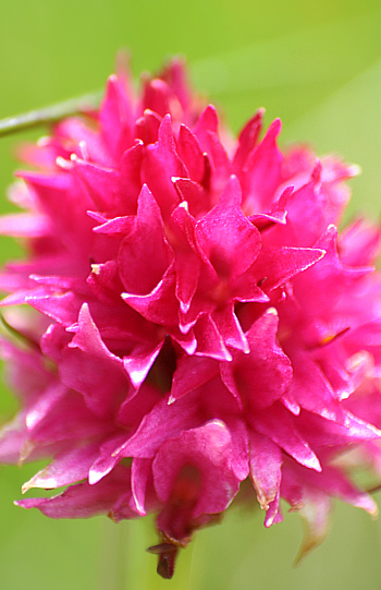 Nigritella dolomitensis, Grödner-Joch.