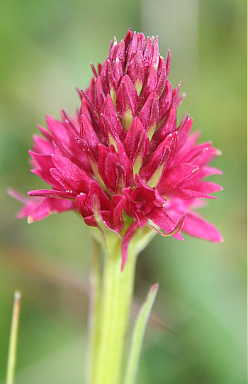 Nigritella dolomitensis, Grödner-Joch.