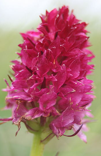 Nigritella dolomitensis, Grödner-Joch.