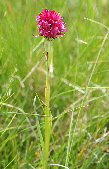 Nigritella dolomitensis, Grödner-Joch.