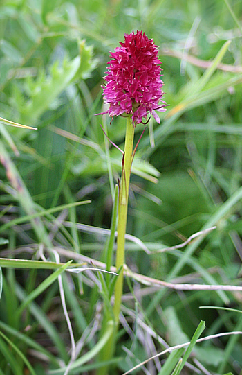 Nigritella dolomitensis, Grödner-Joch.