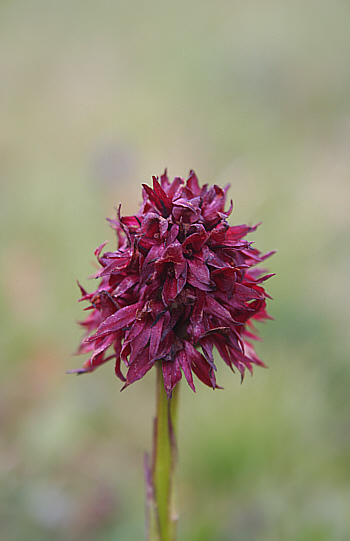 Nigritella rhellicani, Seiser Alp.