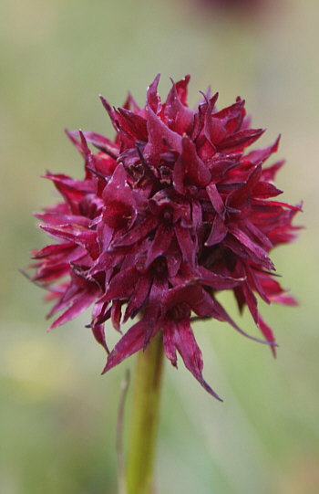 Nigritella rhellicani, Seiser Alp.