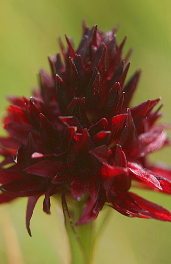 Nigritella rhellicani, Seiser Alp.