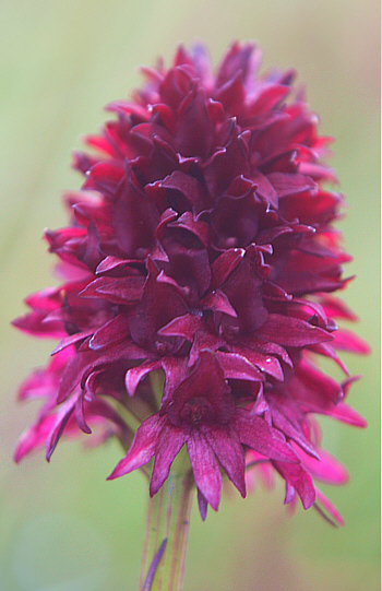 Nigritella rhellicani, Seiser Alp.