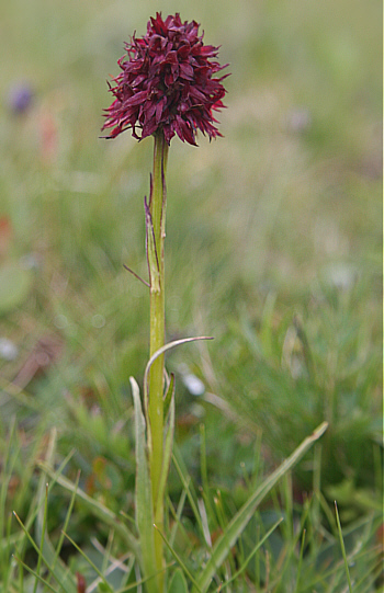 Nigritella rhellicani, Seiser Alm.