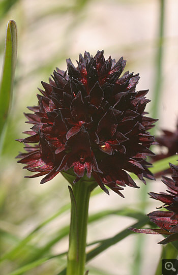 Nigritella rhellicani, Nebelhorn.