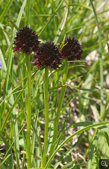 Nigritella rhellicani, Nebelhorn.