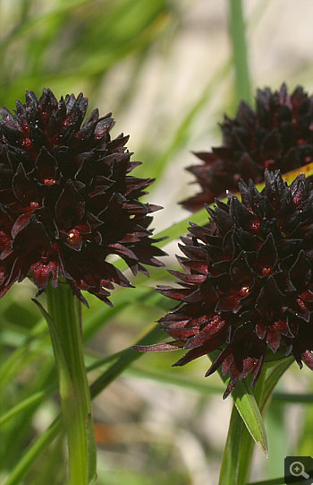 Nigritella rhellicani, Nebelhorn.