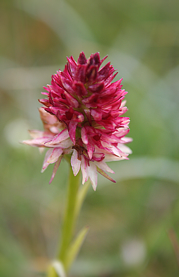 Nigritella rhellicani 'Harakiri', Seiser Alm.