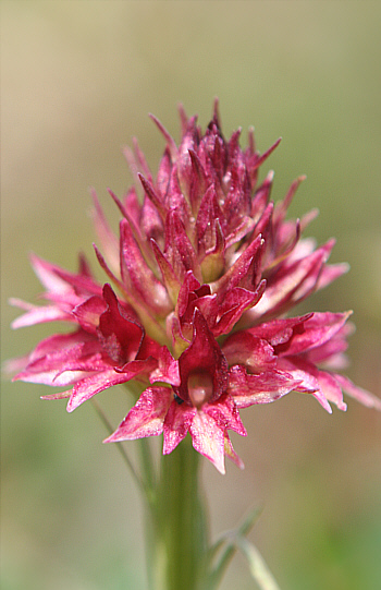 Nigritella rhellicani 'Harakiri', Seiser Alm.