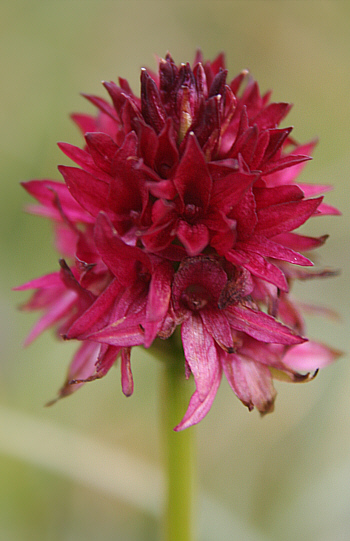 Nigritella rhellicani 'Harakiri', Seiser Alm.