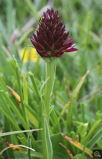 Nigritella rhellicani, Geigelstein.