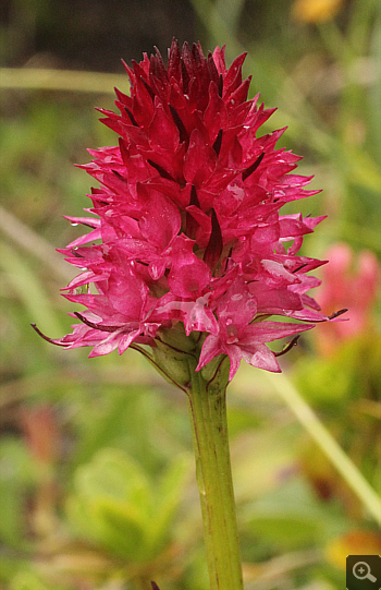 Nigritella rubra, Lawinenstein.