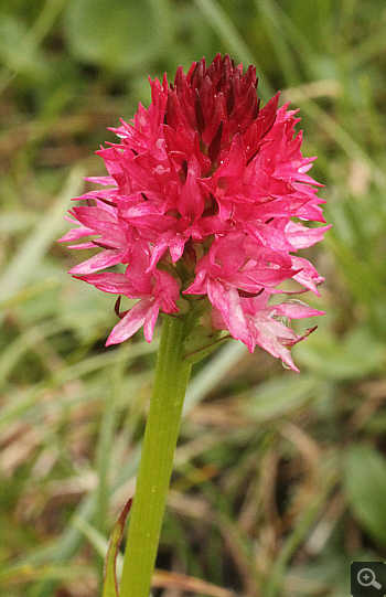 Nigritella rubra, Lawinenstein.