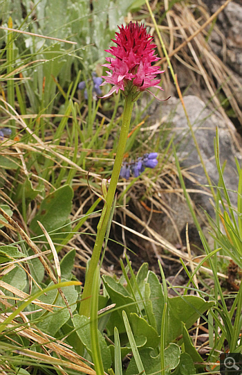 Nigritella rubra, Lawinenstein.