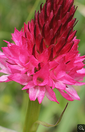 Nigritella rubra, Geigelstein.