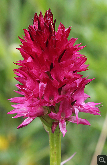 Nigritella rubra, Geigelstein.