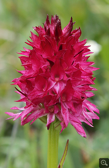 Nigritella rubra, Geigelstein.