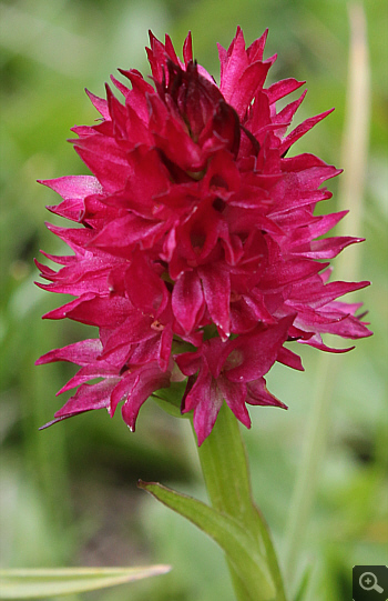 Nigritella rubra, Geigelstein.