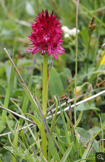 Nigritella rubra, Geigelstein.