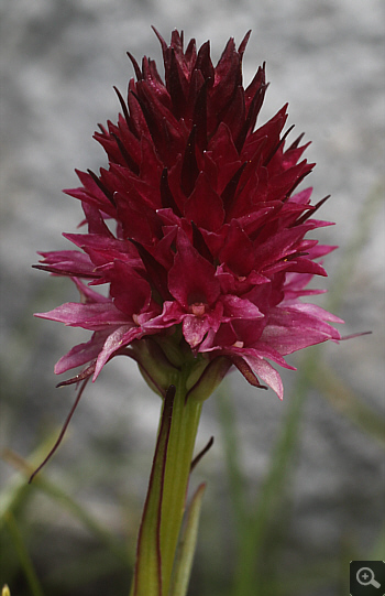 Nigritella rubra, Traweng.