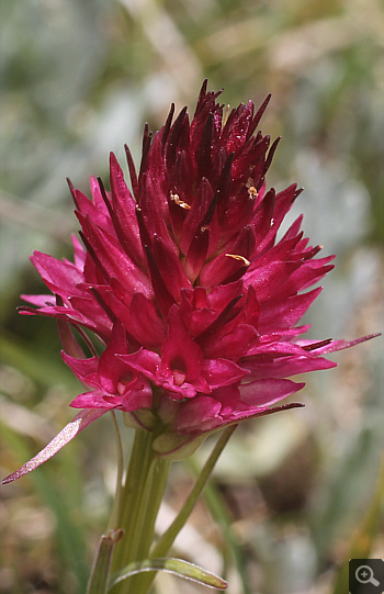 Nigritella rubra, Traweng.