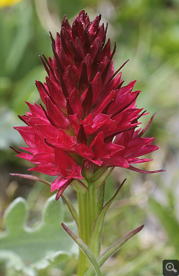 Nigritella rubra, Traweng.