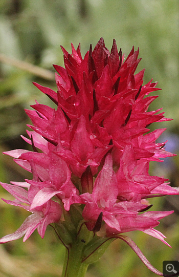 Nigritella rubra, Lawinenstein.