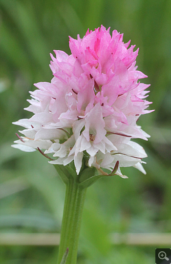 Nigritella widderi, Geigelstein.