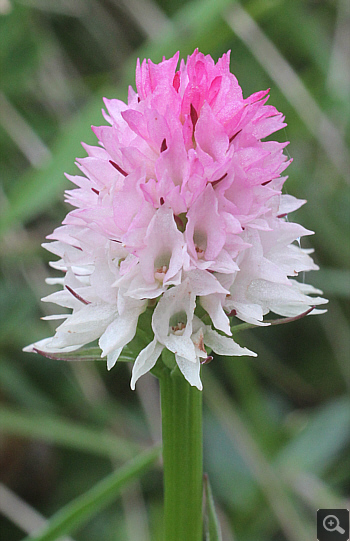 Nigritella widderi, Geigelstein.