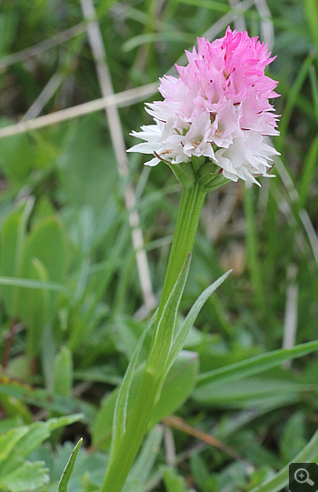 Nigritella widderi, Geigelstein.