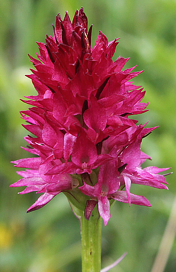 Nigritella rubra