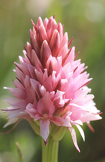 Nigritella stiriaca